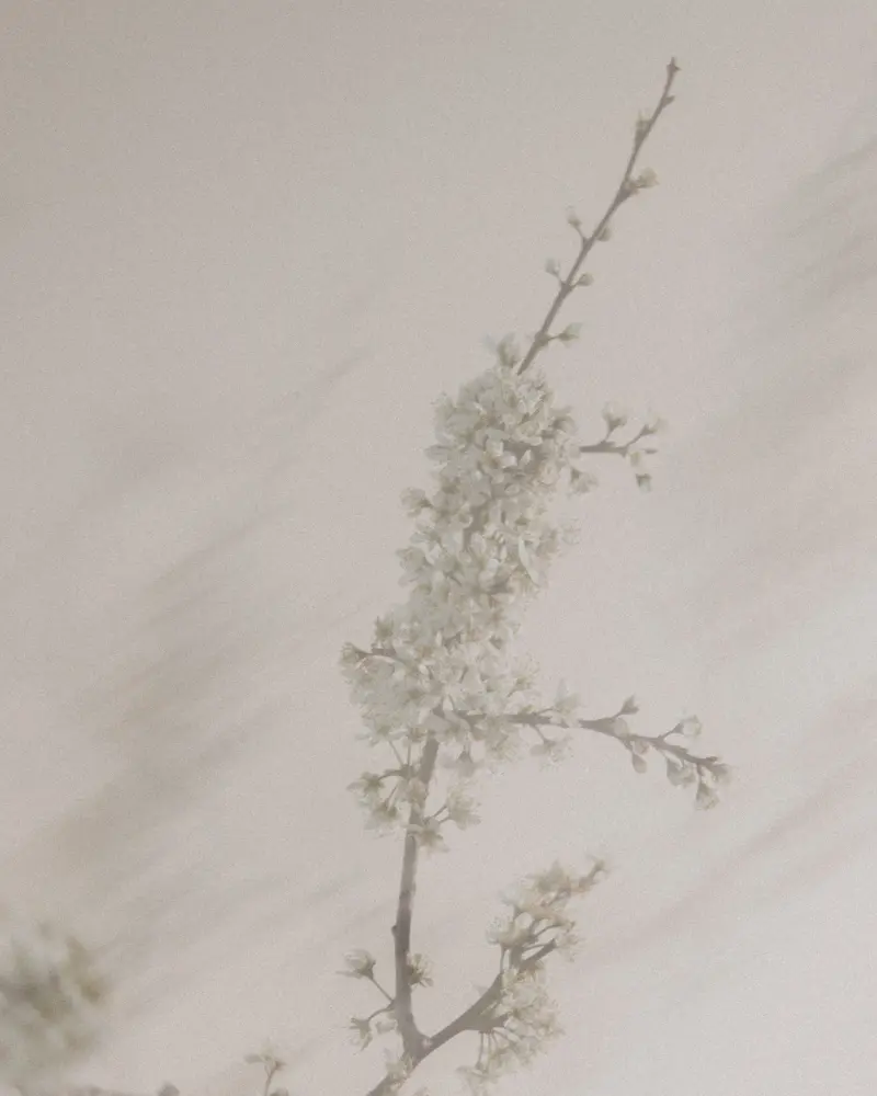 Blossom2