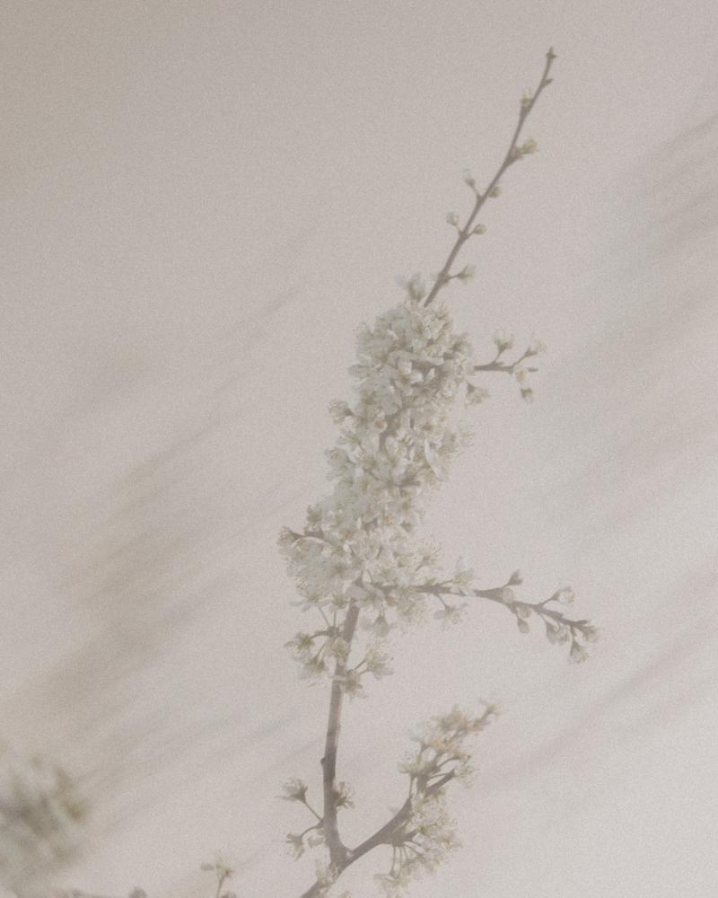 Blossom2